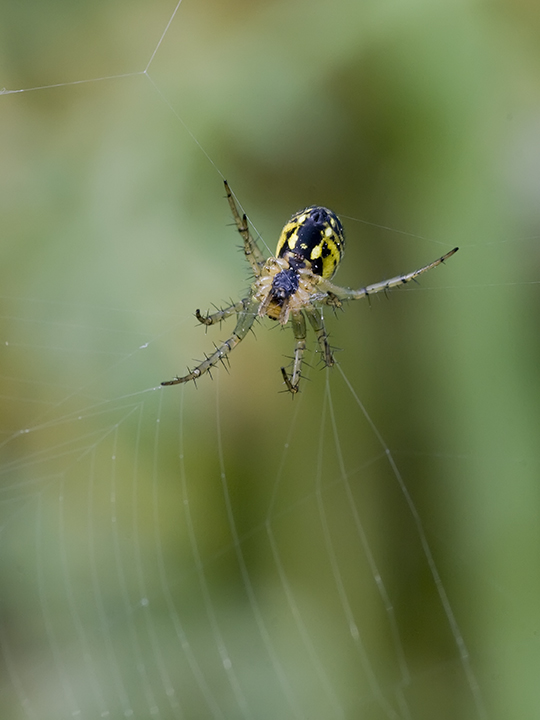 Mangora acalypha